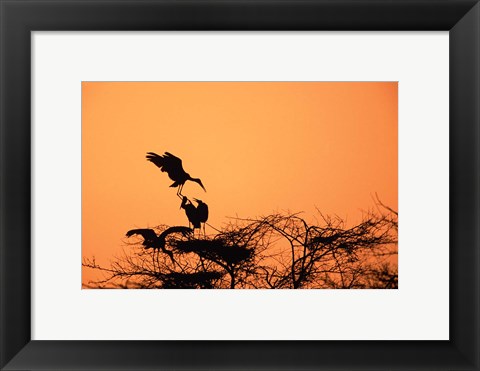 Framed Painted Stork against a sunset sky, India Print