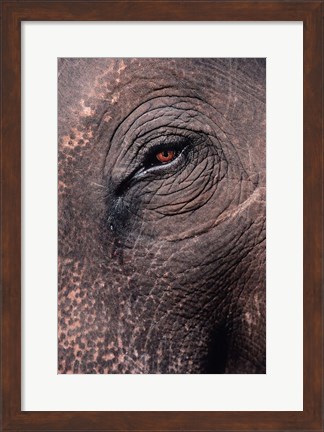 Framed Asian Elephant&#39;s Eye, Kaziranga National Park, India Print