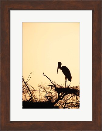 Framed Painted Stork in Bandhavgarh National Park, India Print