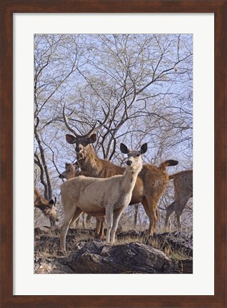 Framed Alert Sambars, Ranthambhor National Park, India Print