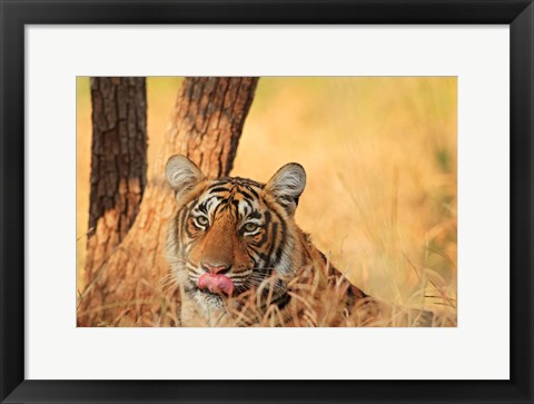 Framed Close up of Royal Bengal Tiger, Ranthambhor National Park, India Print
