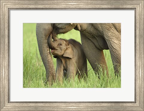 Framed Elephant and Young, Corbett National Park, Uttaranchal, India Print