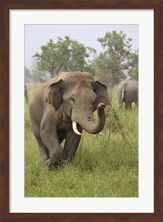 Framed Elephant Greeting, Corbett National Park, Uttaranchal, India Print