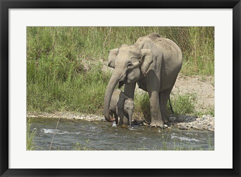 Framed Elephant on riverbank, Corbett NP, Uttaranchal, India Print