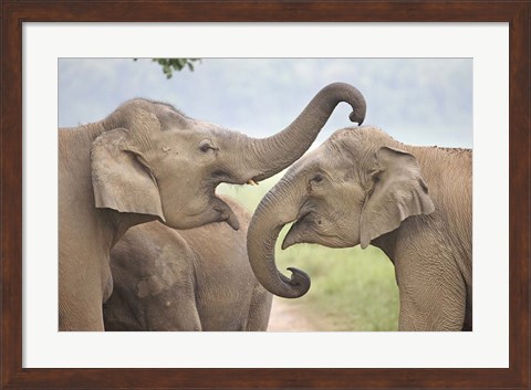 Framed Elephants Play Fighting, Corbett National Park, Uttaranchal, India Print
