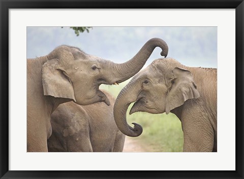 Framed Elephants Play Fighting, Corbett National Park, Uttaranchal, India Print