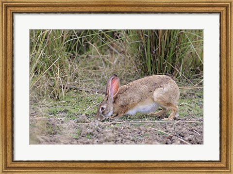Framed Indian Hare wildlife, Ranthambhor NP, India Print