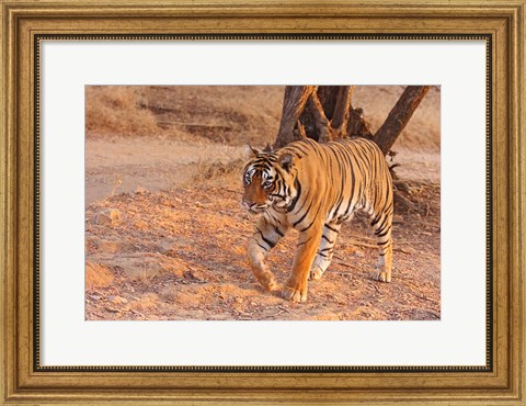 Framed Royal Bengal Tiger, India Print