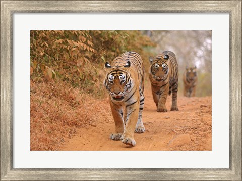 Framed Royal Bengal Tigers Along the Track, Ranthambhor National Park, India Print