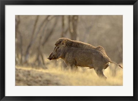 Framed Wild Boar, Ranthambhor National Park, India Print