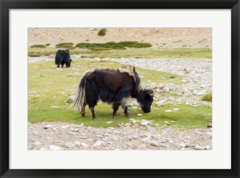 Framed India, Jammu and Kashmir, Ladakh, yaks eating grass on a dry creek bed Print