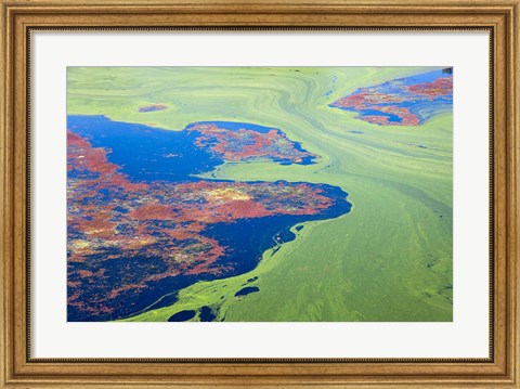 Framed Algae on the water, Indhar Lake, Udaipur, Rajasthan, India Print