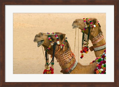 Framed Decorated Camel in the Thar Desert, Jaisalmer, Rajasthan, India Print