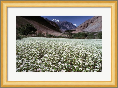 Framed India, Ladakh, Suru, White flower blooms Print
