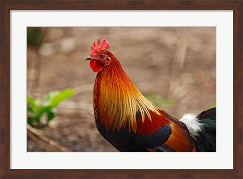 Framed Close up of Red Jungle Fowl, Corbett National Park, India Print
