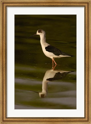 Framed Black-winged stilt bird, INDIA Print