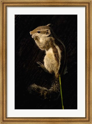 Framed Northern Palm Squirrel, Bharatpur NP, Rajasthan. INDIA Print