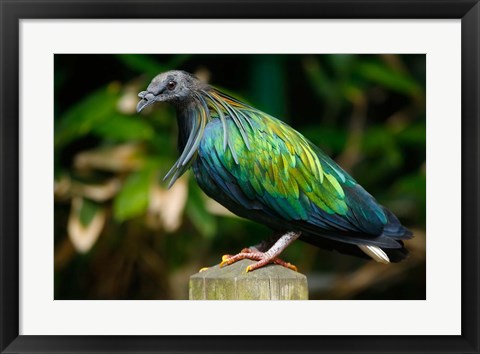 Framed Nicobar Pigeon bird, Indonesia Print