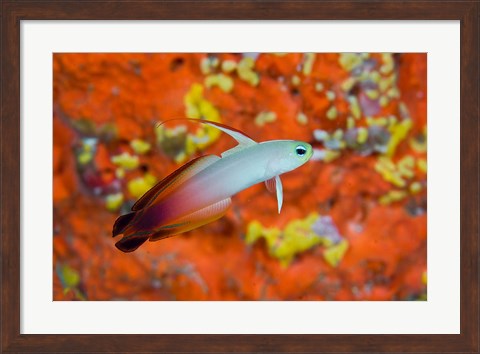 Framed fire goby swims past coral Print