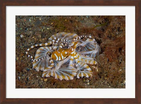 Framed Octopus, Indonesia Print