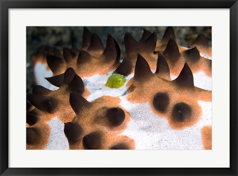 Framed Seastar, marine life Print