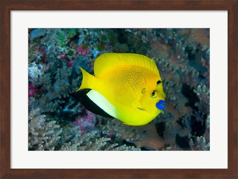 Framed Angelfish swims in coral reef Print