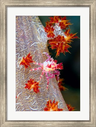 Framed Decorator crab, marine life Print