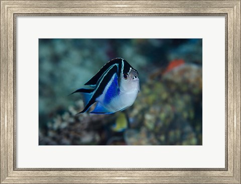 Framed Bay Frontal view of angel fish Print