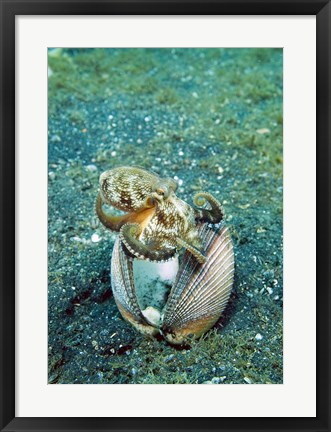 Framed Octopus marine life Print