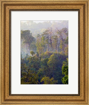 Framed Sulawesi Tangkoko Rainforest, Sulawesi Print