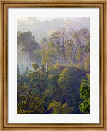 Framed Sulawesi Tangkoko Rainforest, Sulawesi Print
