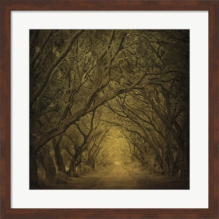 Framed Evergreen Oak Alley (vertical view) Print