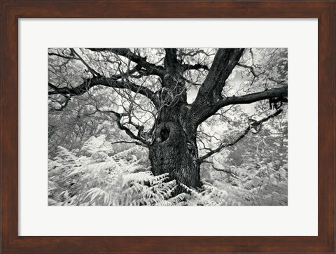 Framed Portrait of a Tree, Study 12 Print
