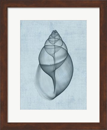 Framed Achatina Shell (light blue) Print