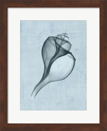 Framed Channelled Whelk (light blue) Print
