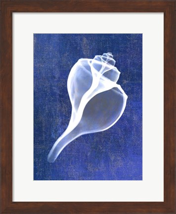 Framed Channelled Whelk (indigo) Print