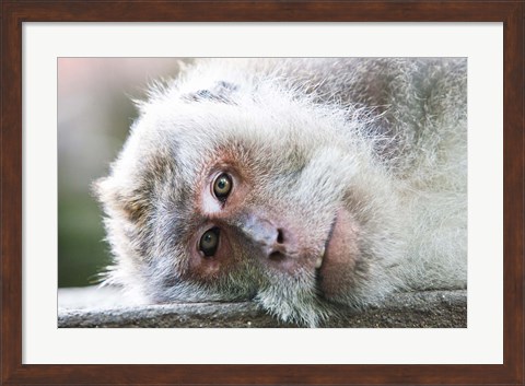Framed Ubud, Bali, Indonesia, Sacred monkey forest Print
