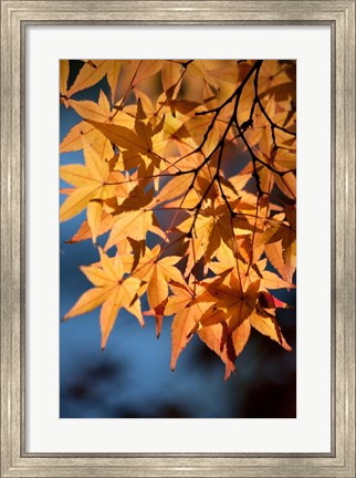 Framed Autumn maples on grounds of Hiroshima Castle, Japan Print