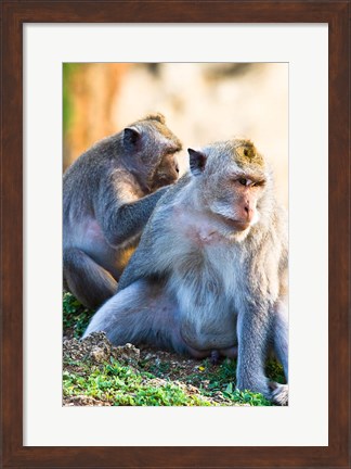 Framed Bali, Indonesia, monkeys run in the Uluwatu temple Print