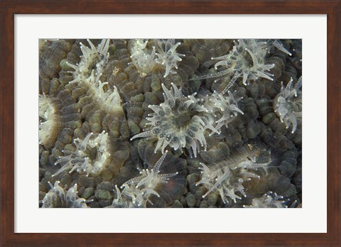 Framed Coral Polyps Feeding, Papua, Indonesia Print