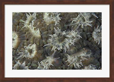 Framed Coral Polyps Feeding, Papua, Indonesia Print