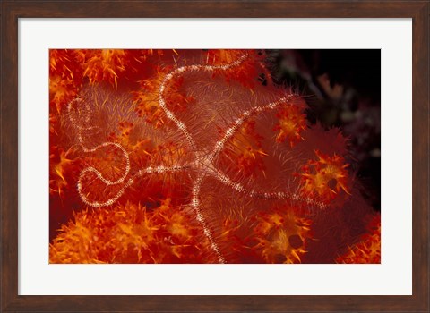 Framed Brittlestar on Soft Coral, Papua, Indonesia Print