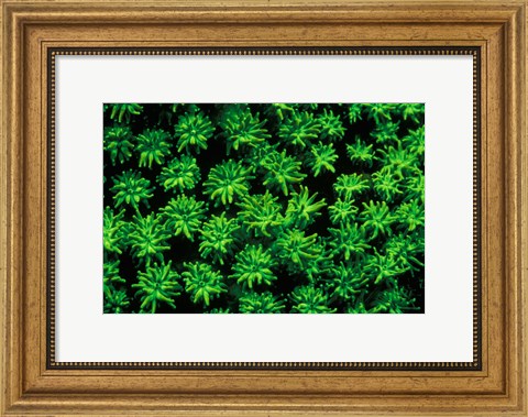 Framed Indonesia, Marine life, Fluorsecense in coral Print