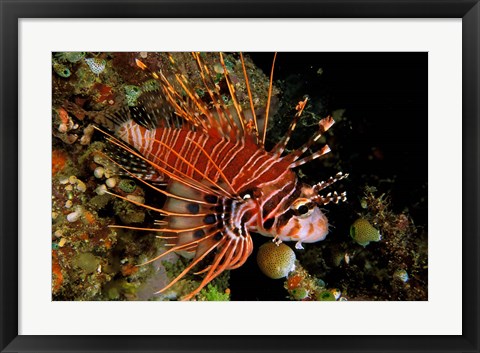 Framed Indonesia, Sulawesi, Spotfin lionfish Print