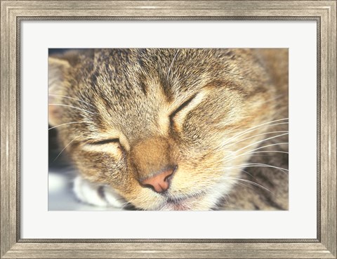 Framed Cat Sleeping Print