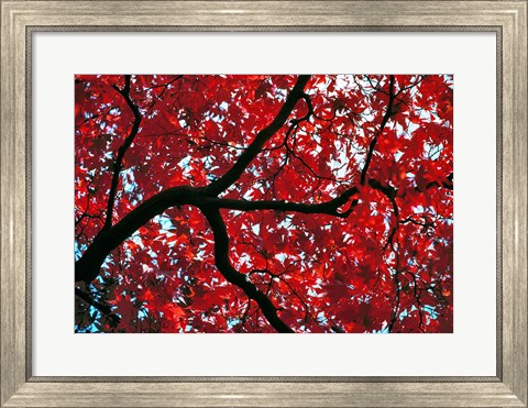 Framed Japan, Honshu, Tochigi, Nikko, Scarlet maple tree Print