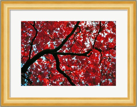 Framed Japan, Honshu, Tochigi, Nikko, Scarlet maple tree Print