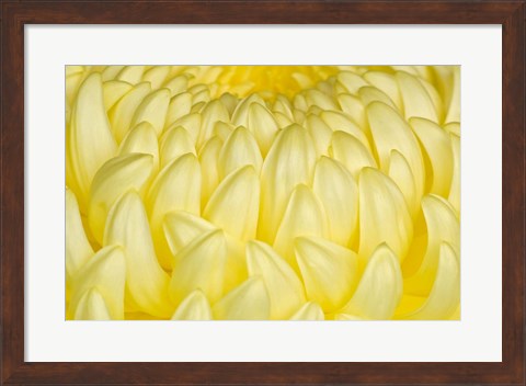 Framed Chrysanthemum Flowers, Ise Shrine, Mie, Japan Print