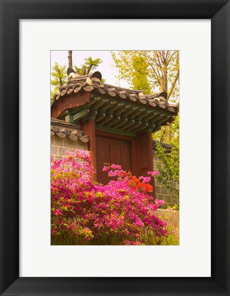 Framed Azaleas, The Deoksugung Palace Complex, Seoul, South Korea Print