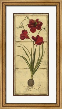Framed Amaryllis Panel I Print